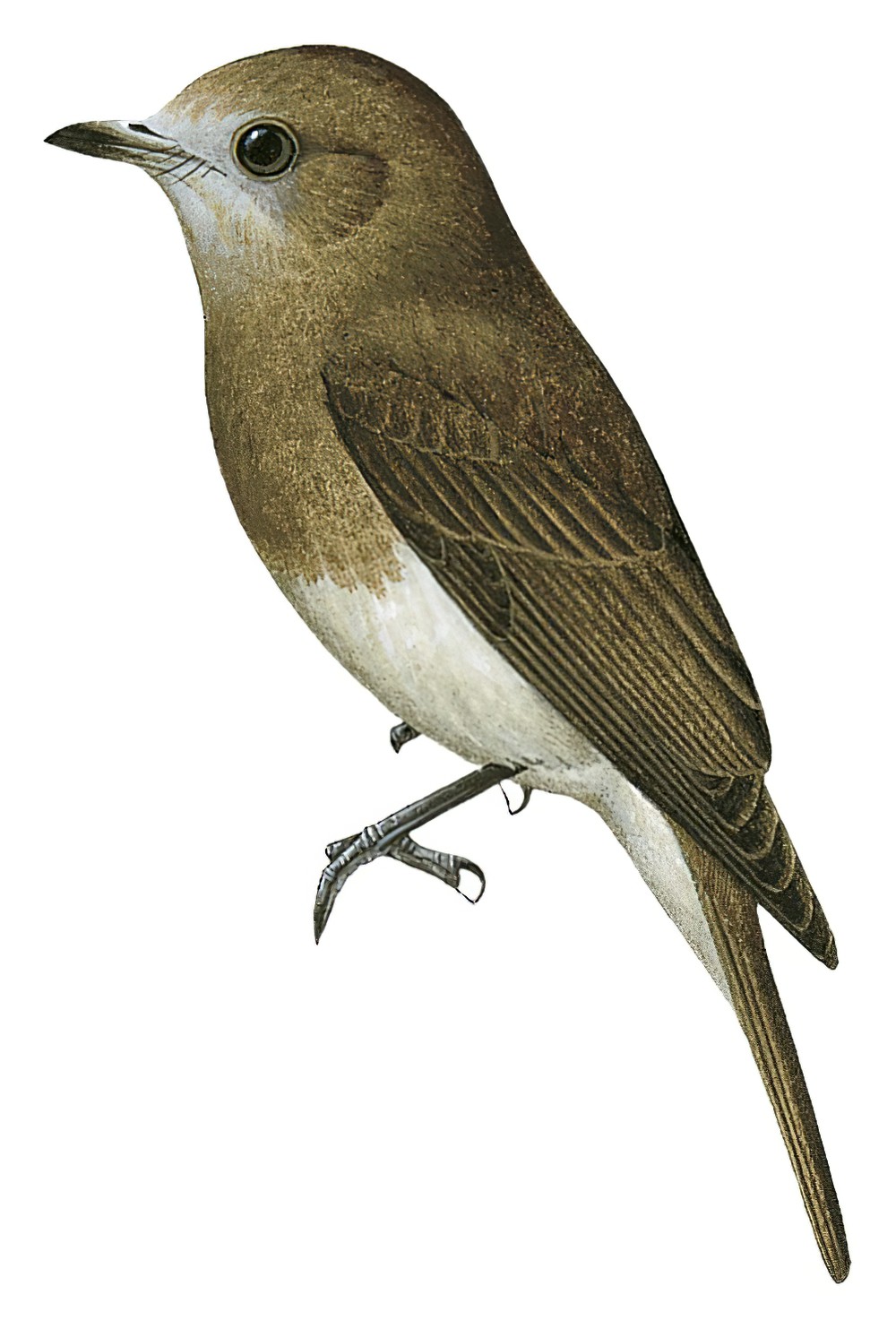 Angola Slaty-Flycatcher / Melaenornis brunneus