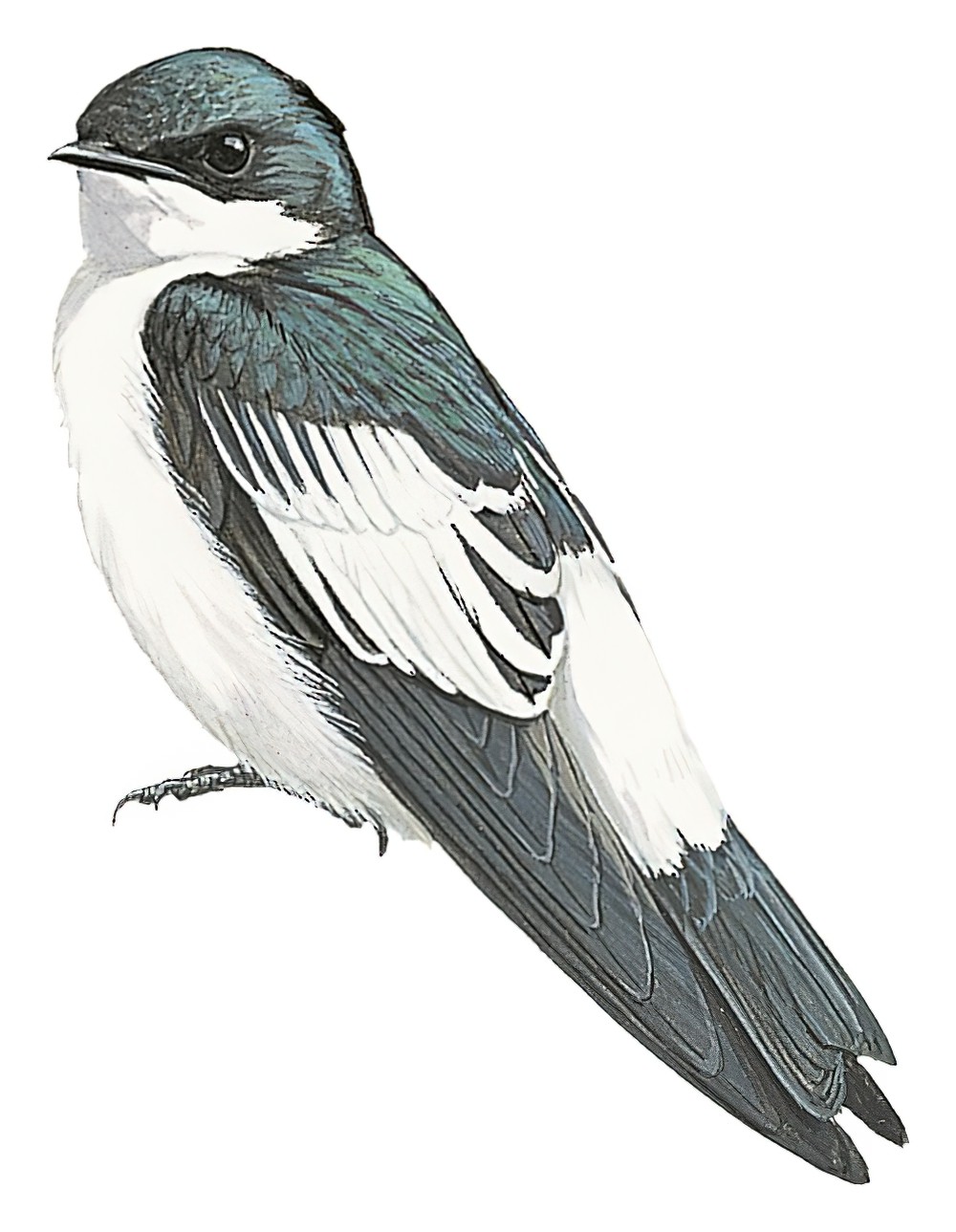 White-winged Swallow / Tachycineta albiventer
