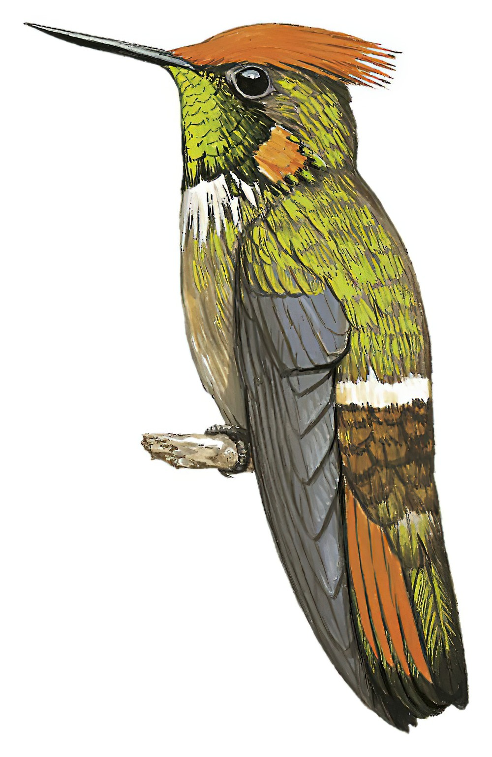 Short-crested Coquette / Lophornis brachylophus