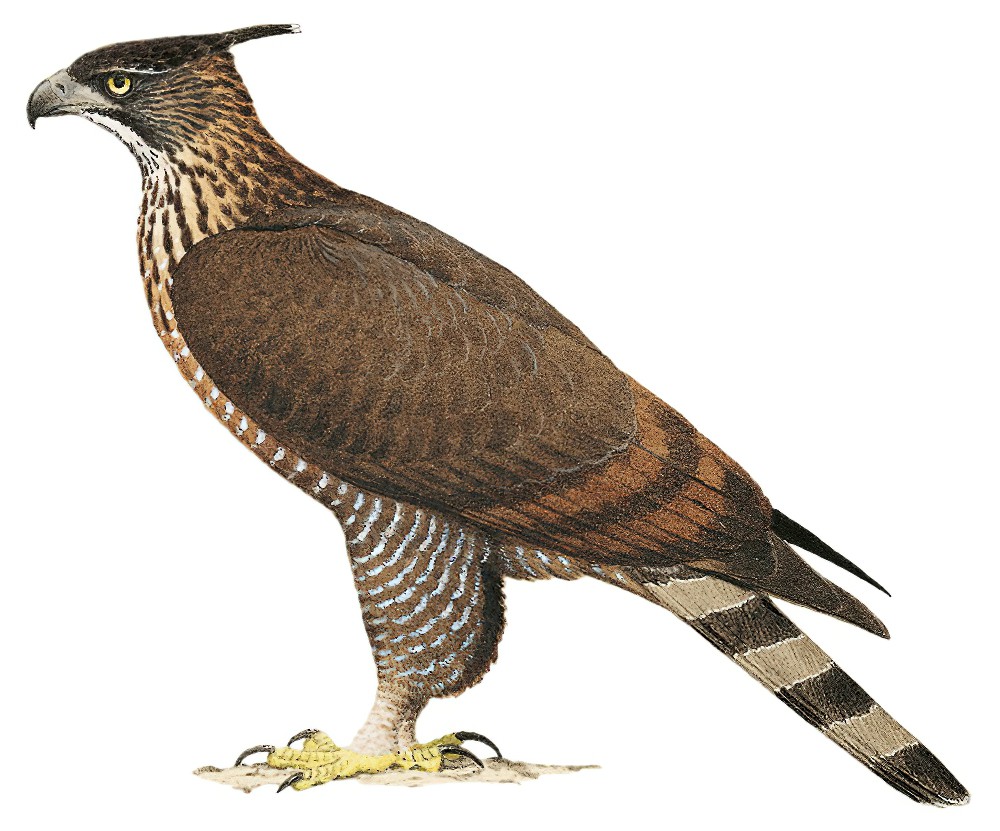 Mountain Hawk-Eagle / Nisaetus nipalensis
