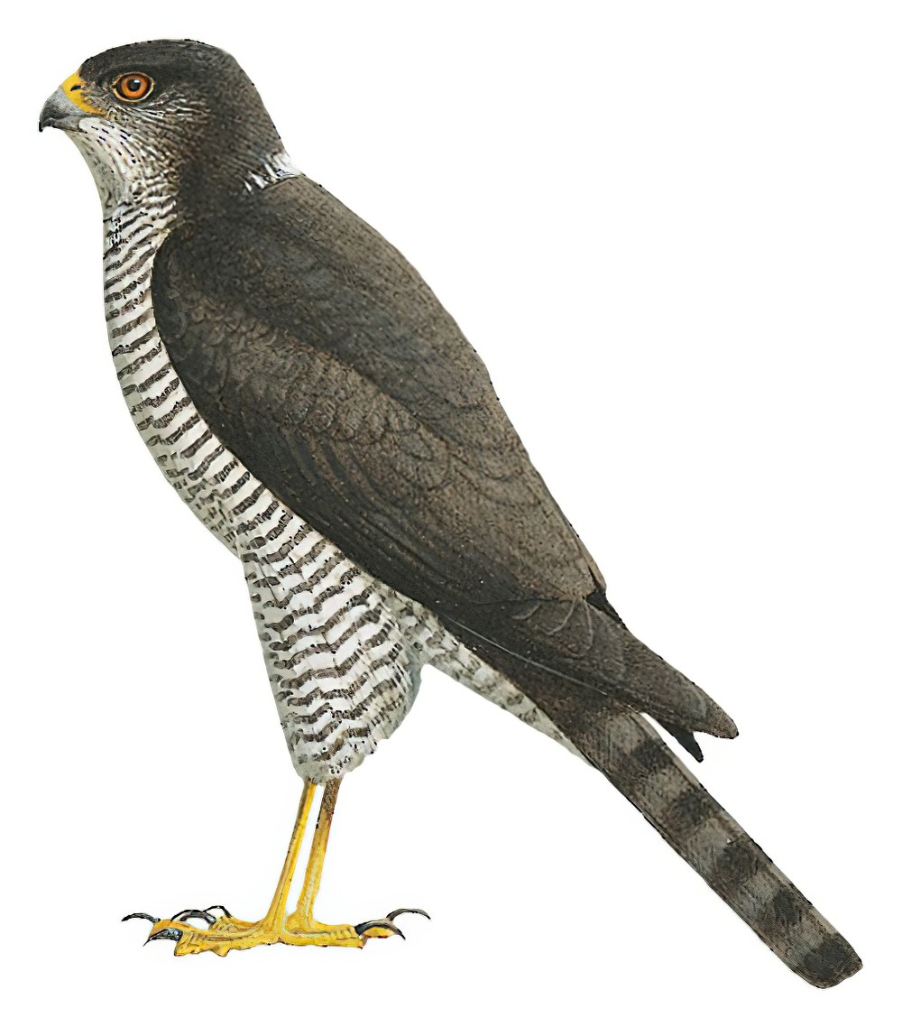 Semicollared Hawk / Accipiter collaris