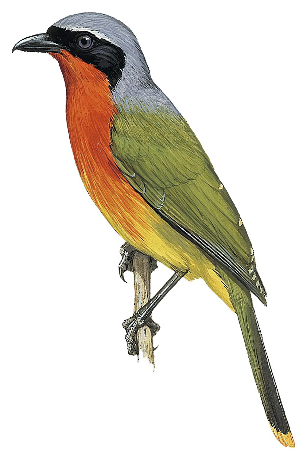 Many-colored Bushshrike / Telophorus multicolor