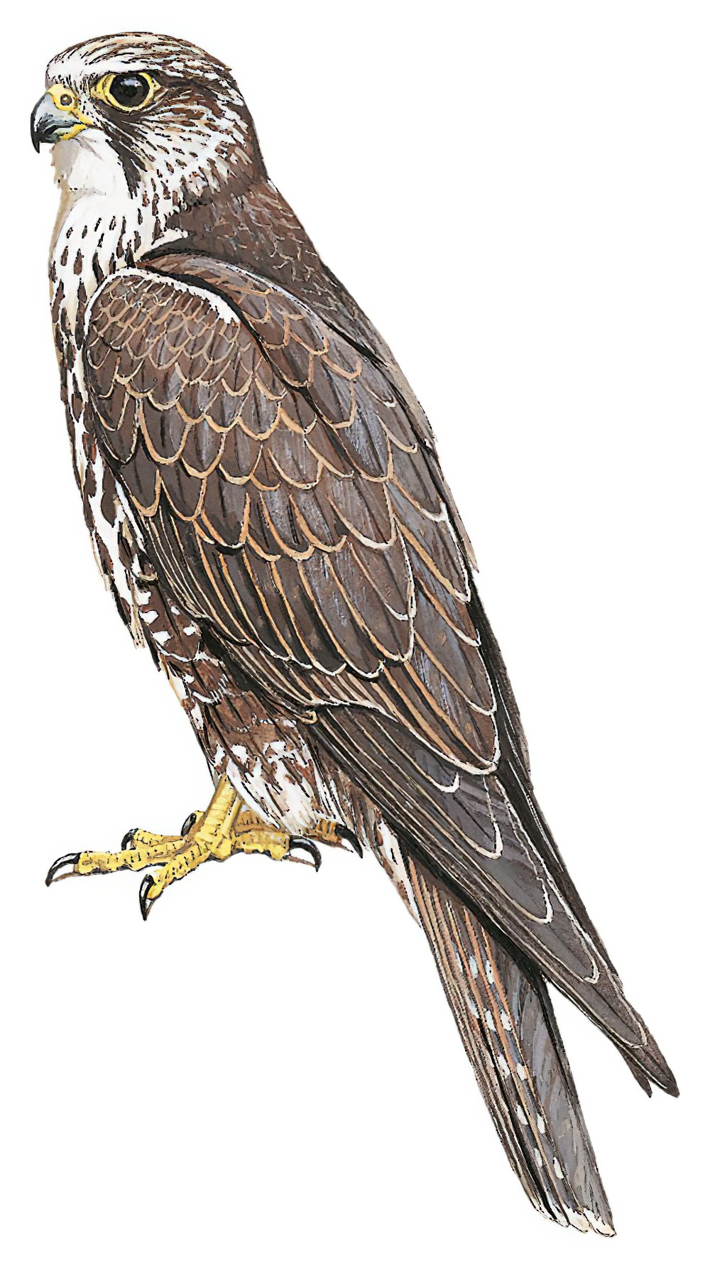 Saker Falcon / Falco cherrug