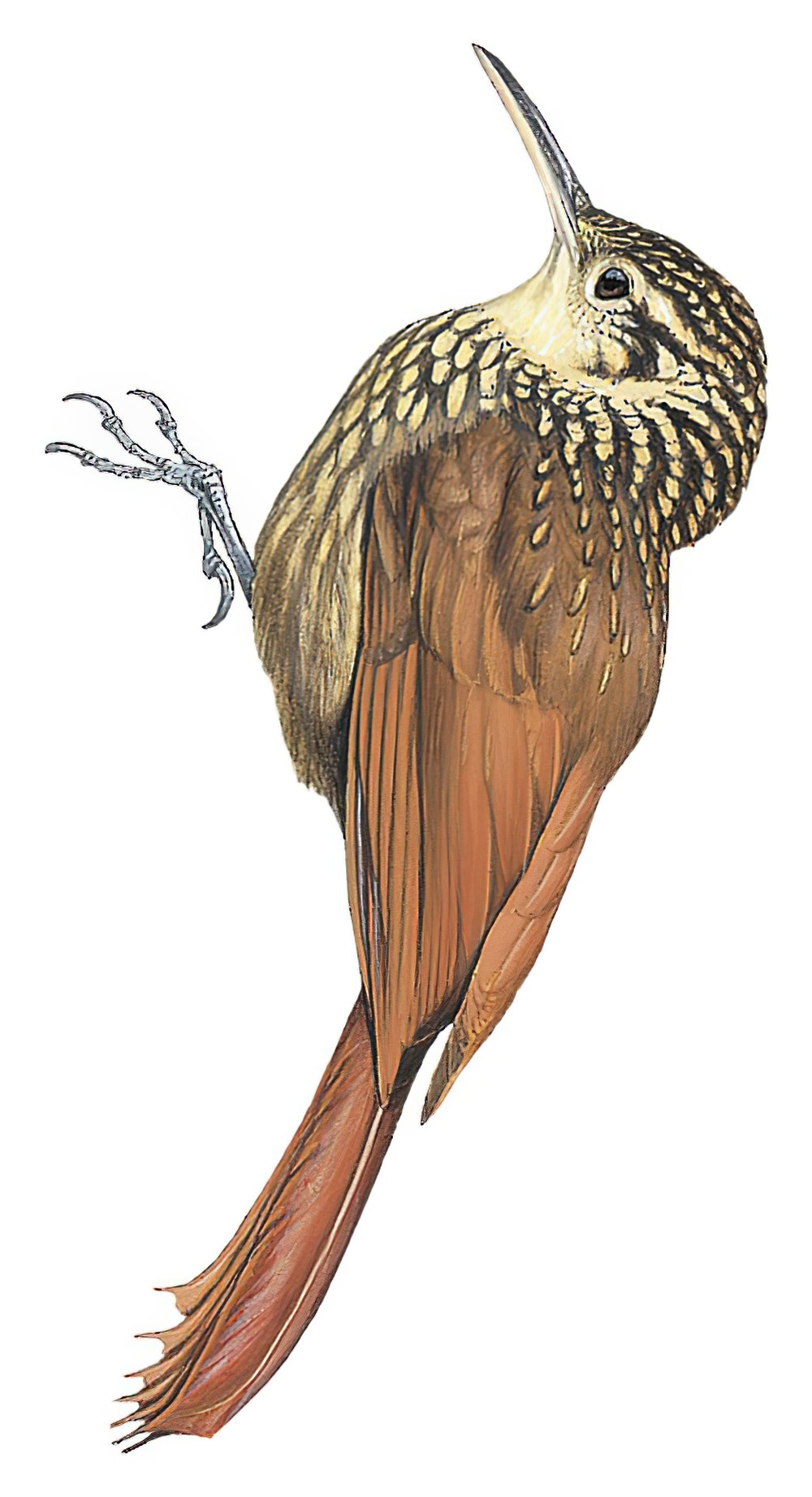 Lesser Woodcreeper / Xiphorhynchus fuscus