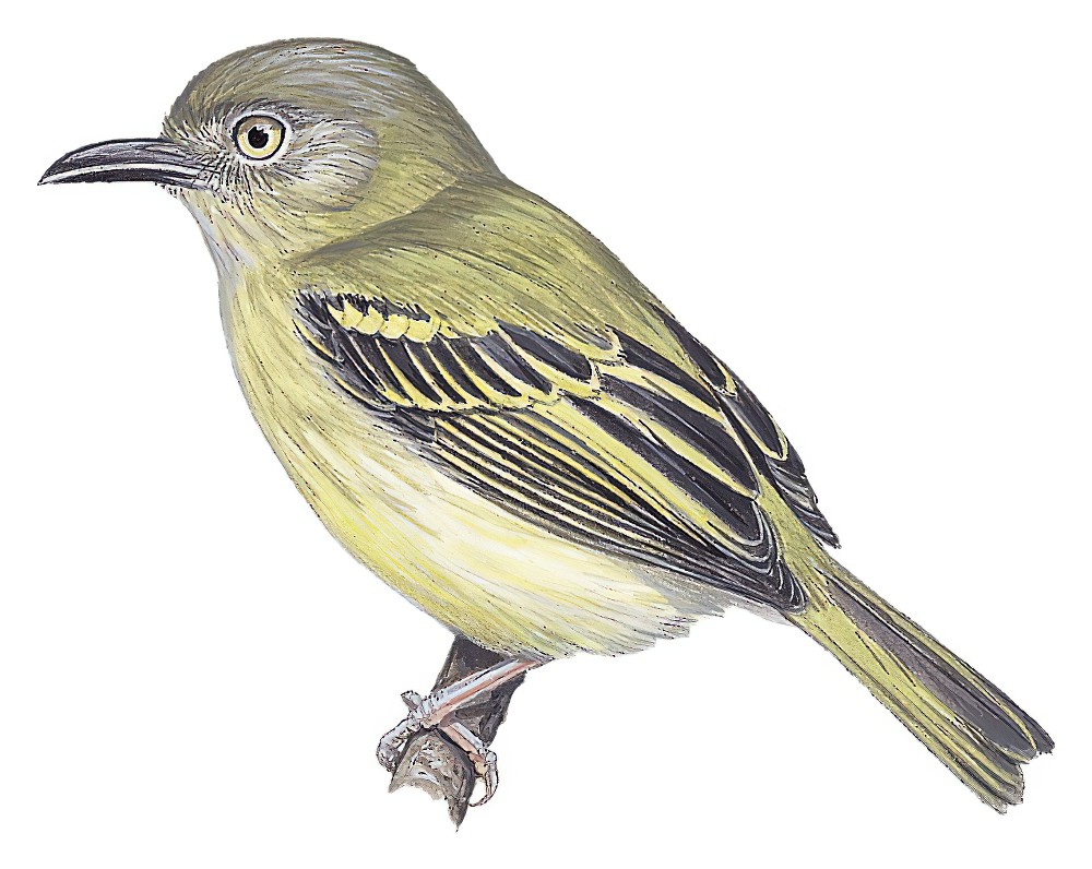 Southern Bentbill / Oncostoma olivaceum