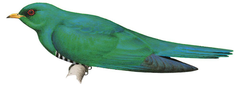 Asian Emerald Cuckoo / Chrysococcyx maculatus