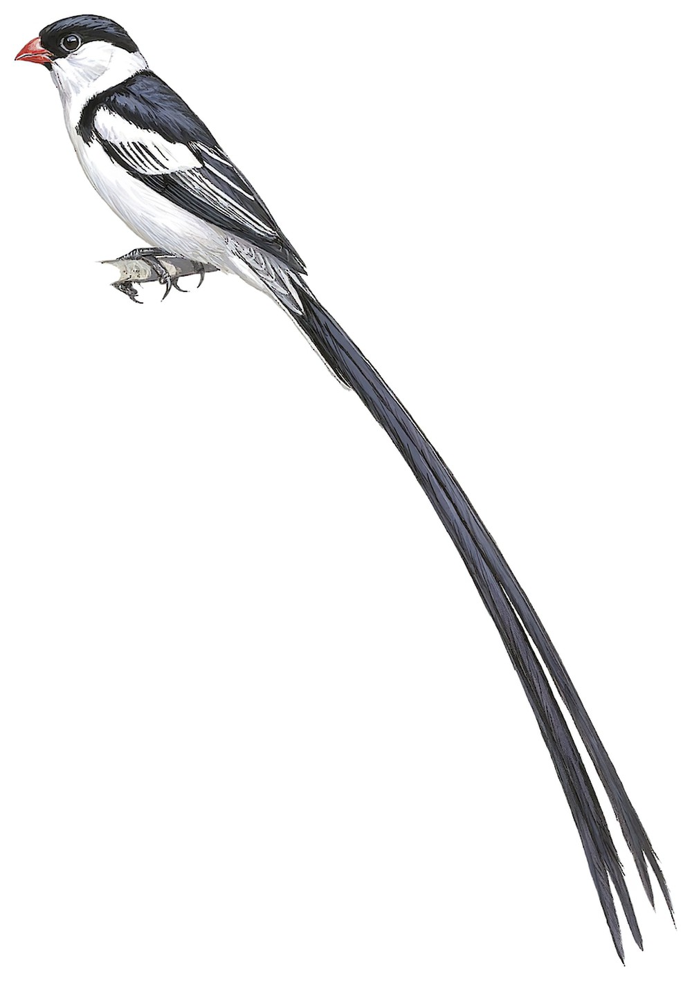 Pin-tailed Whydah / Vidua macroura
