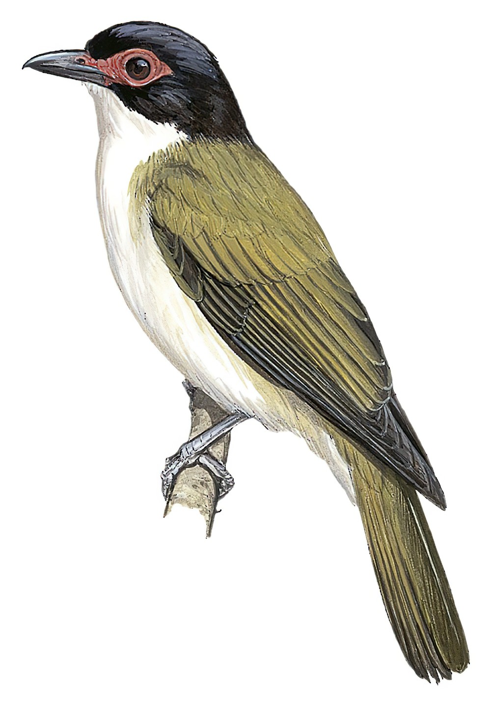 Wetar Figbird / Sphecotheres hypoleucus
