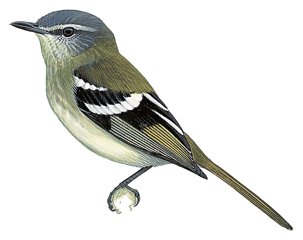 White-banded Tyrannulet / Mecocerculus stictopterus