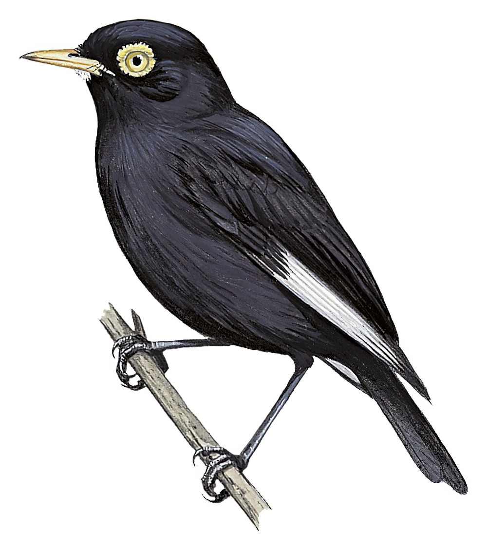 Spectacled Tyrant / Hymenops perspicillatus