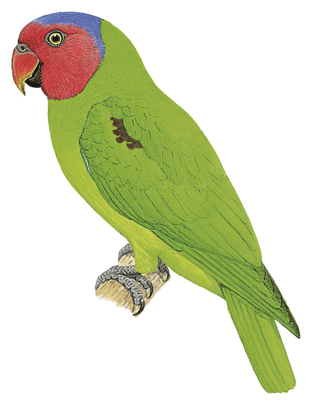Red-cheeked Parrot / Geoffroyus geoffroyi