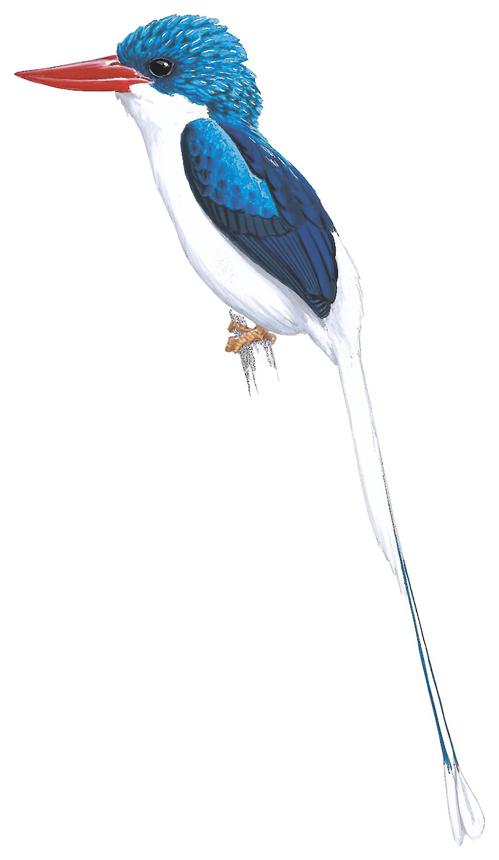Biak Paradise-Kingfisher / Tanysiptera riedelii