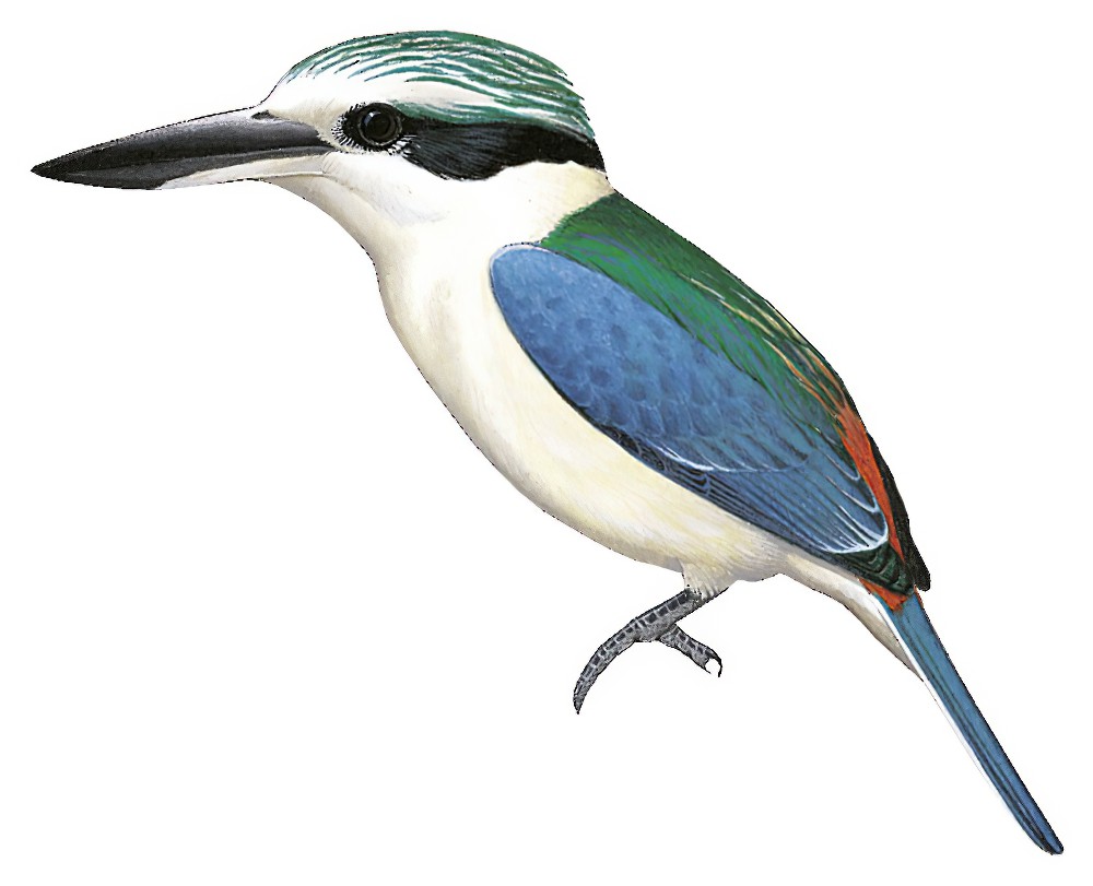Red-backed Kingfisher / Todiramphus pyrrhopygius