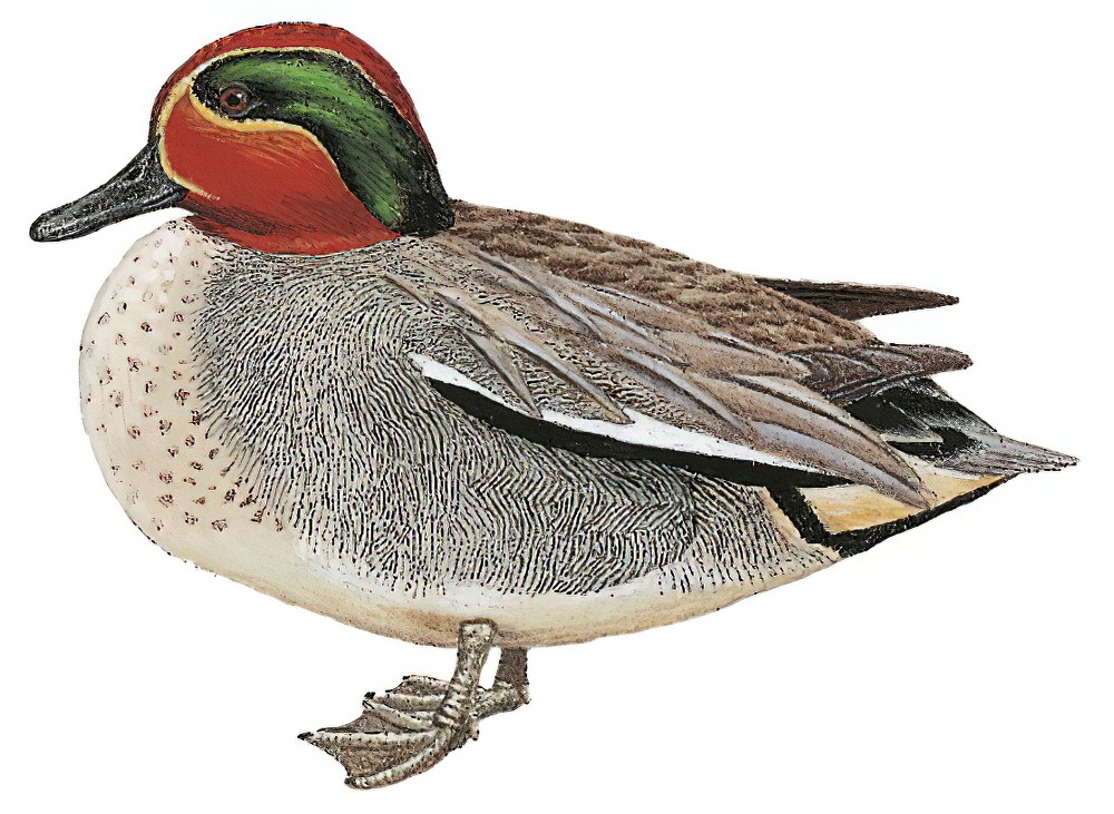 Green-winged Teal / Anas crecca