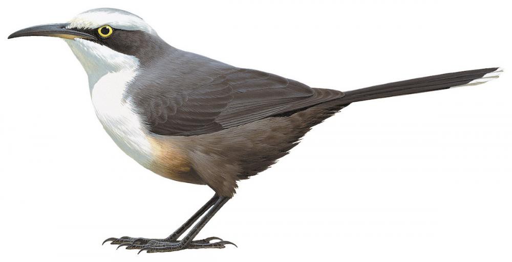 Gray-crowned Babbler / Pomatostomus temporalis