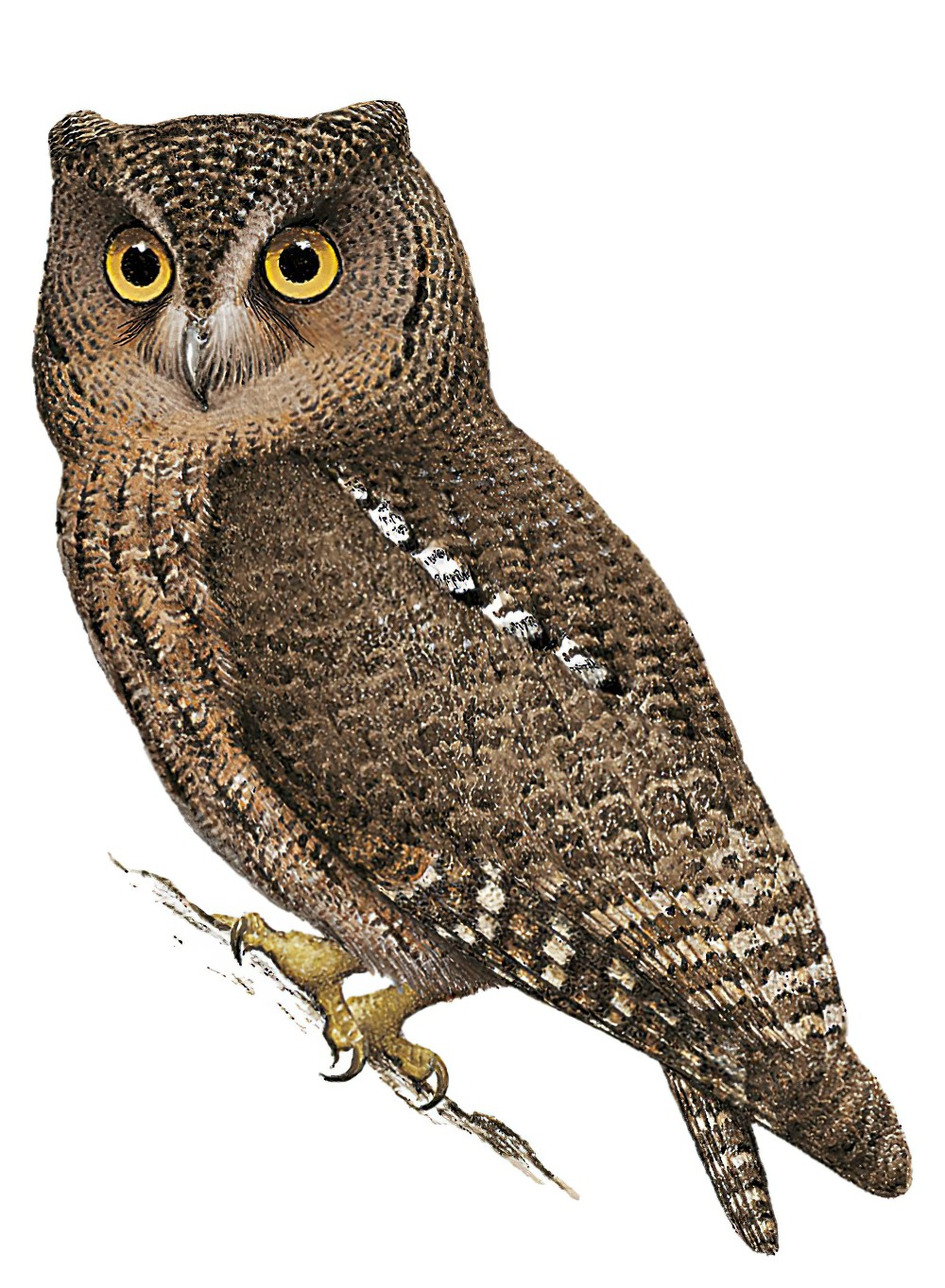 Sula Scops-Owl / Otus sulaensis