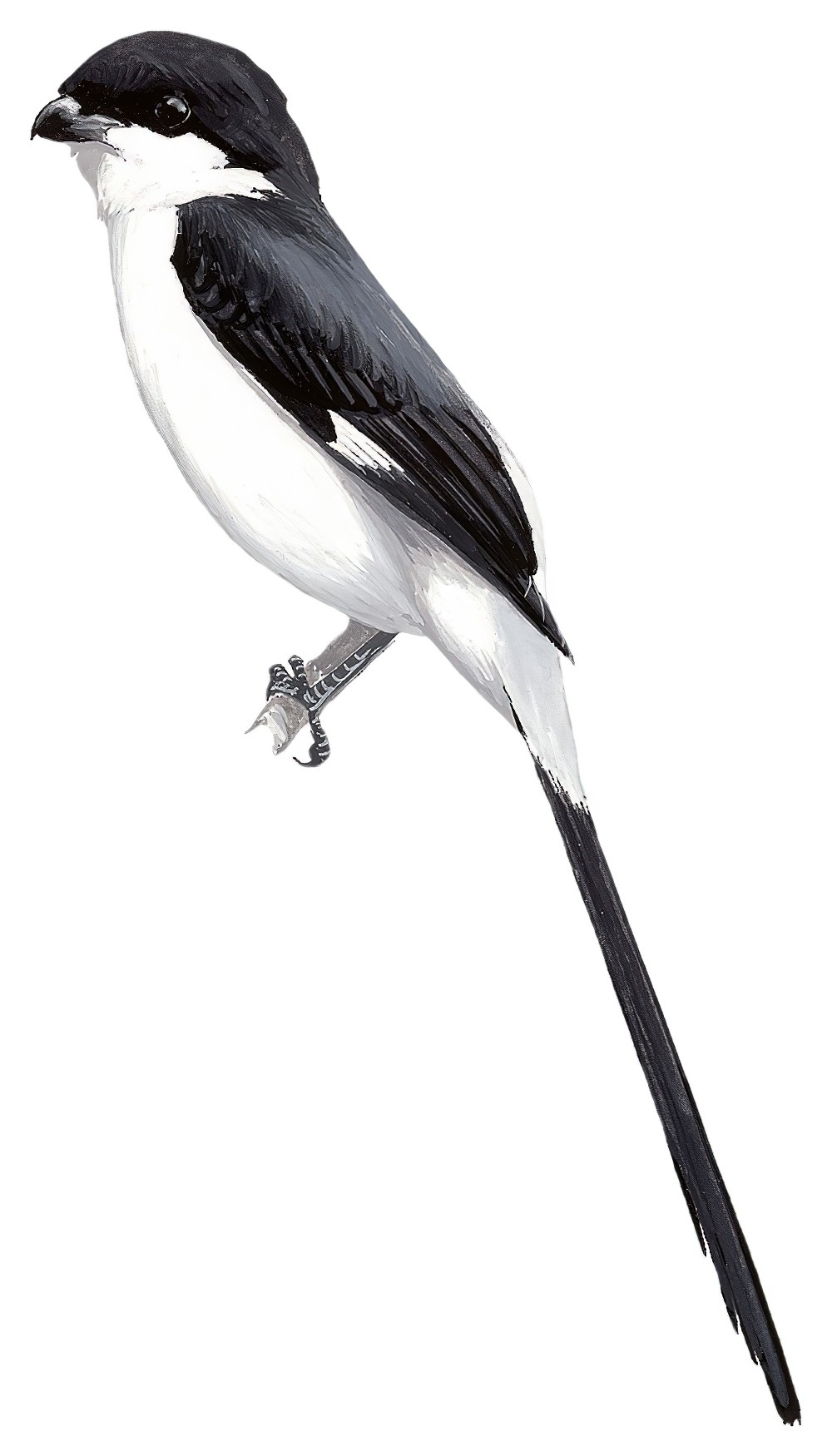 Long-tailed Fiscal / Lanius cabanisi
