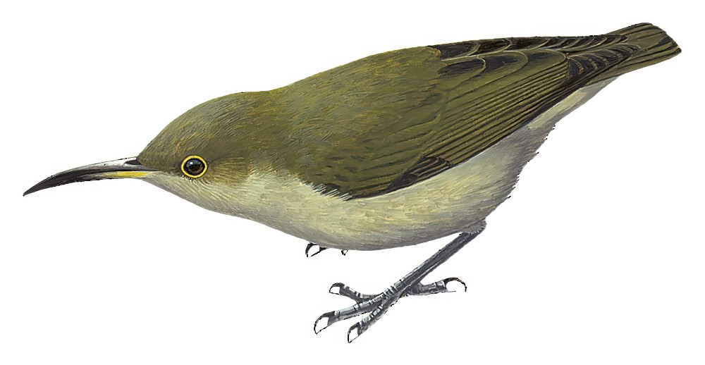 Spectacled Longbill / Oedistoma iliolophus
