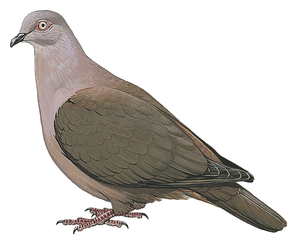 Ruddy Pigeon / Patagioenas subvinacea