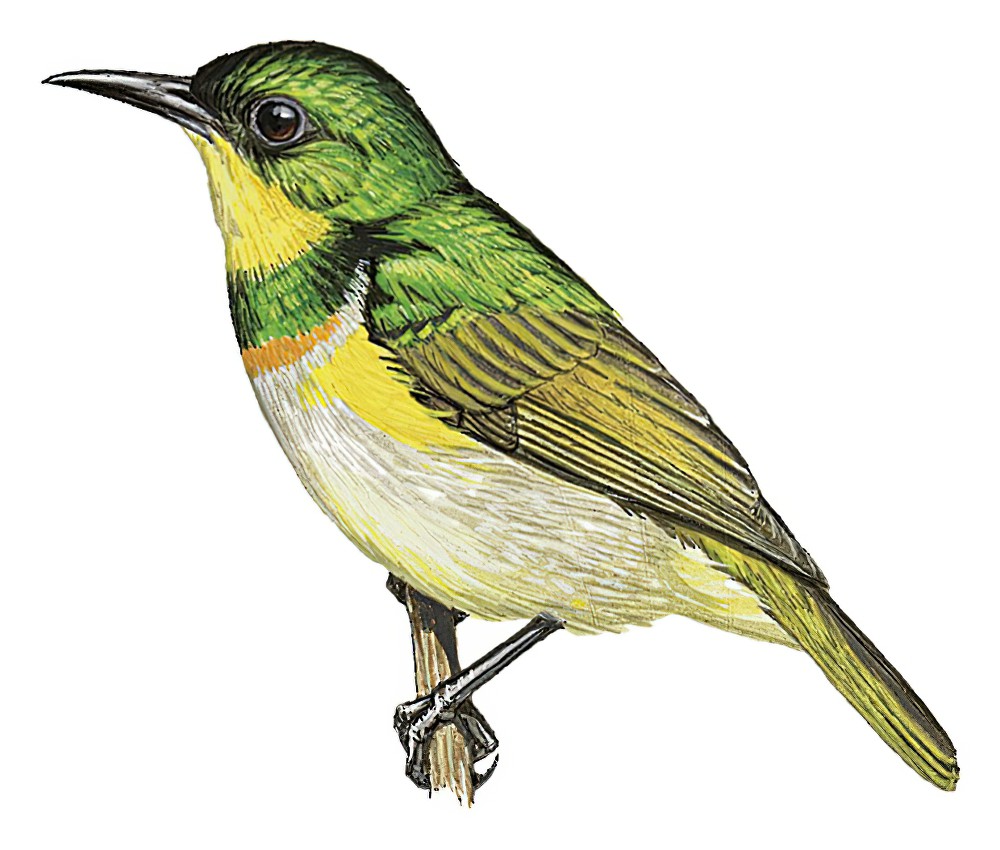 Green Sunbird / Anthreptes rectirostris