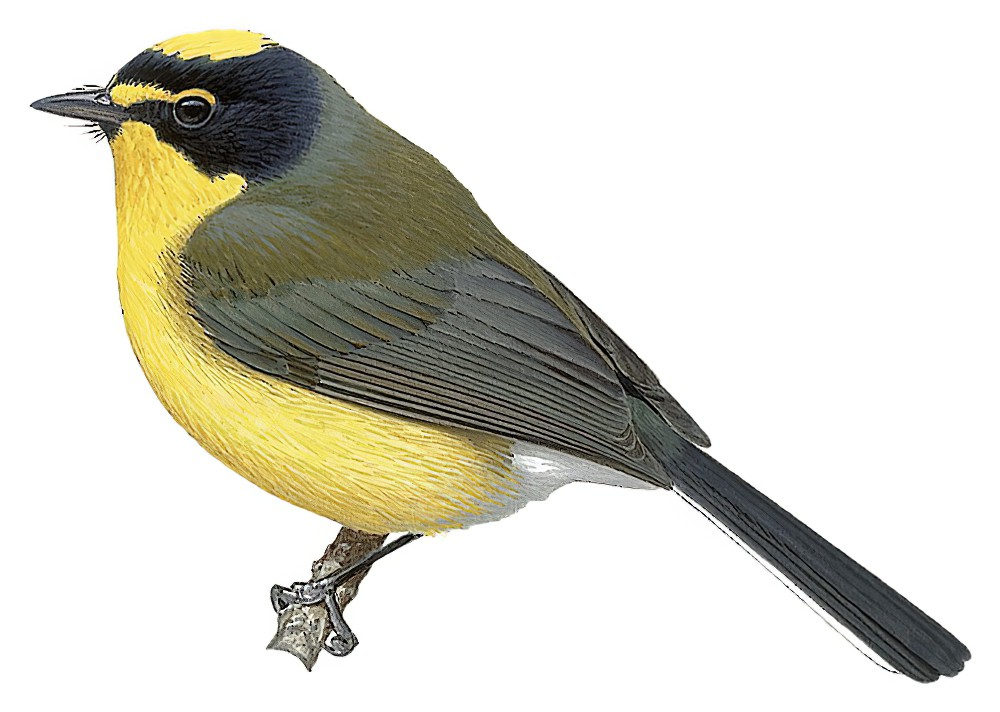 Yellow-crowned Redstart / Myioborus flavivertex