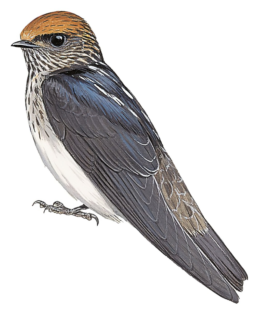Streak-throated Swallow / Petrochelidon fluvicola