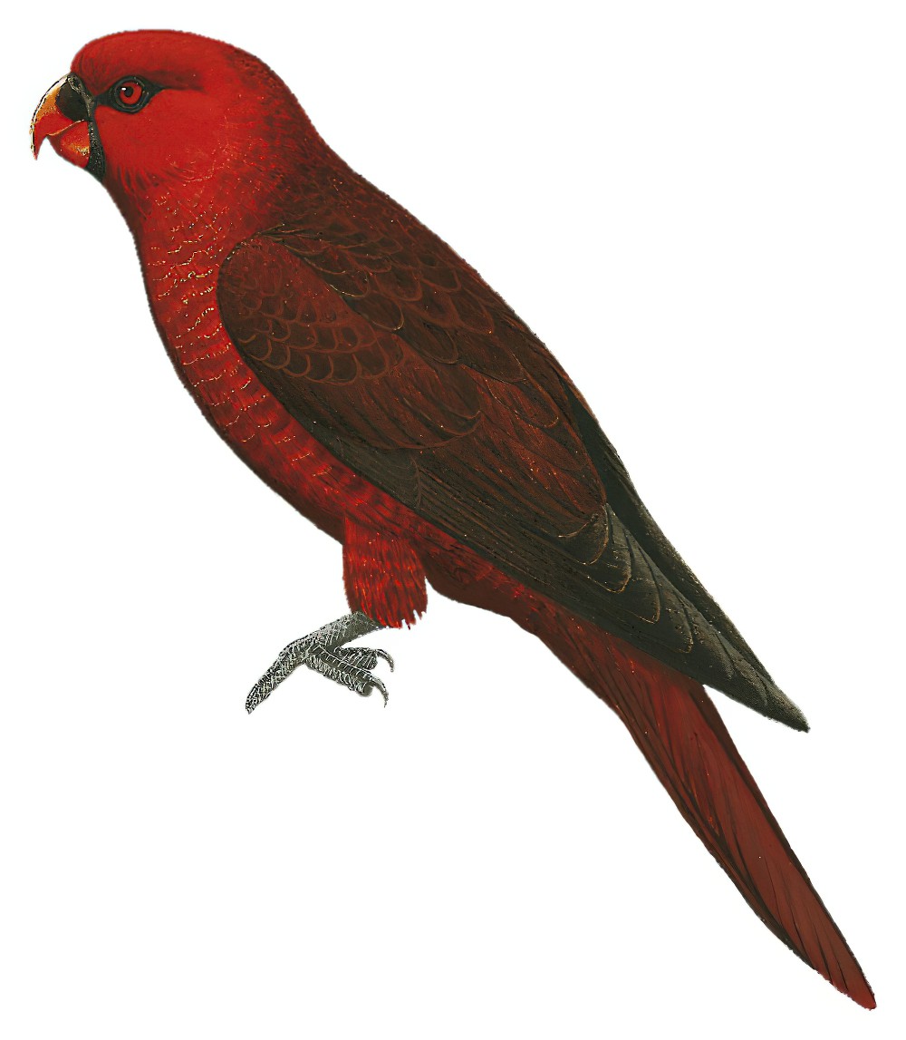 Cardinal Lory / Chalcopsitta cardinalis