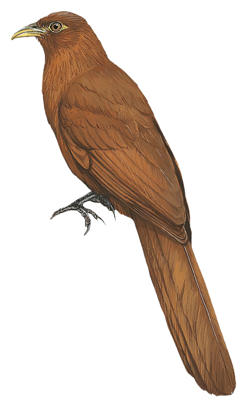 Rufous Coucal / Centropus unirufus