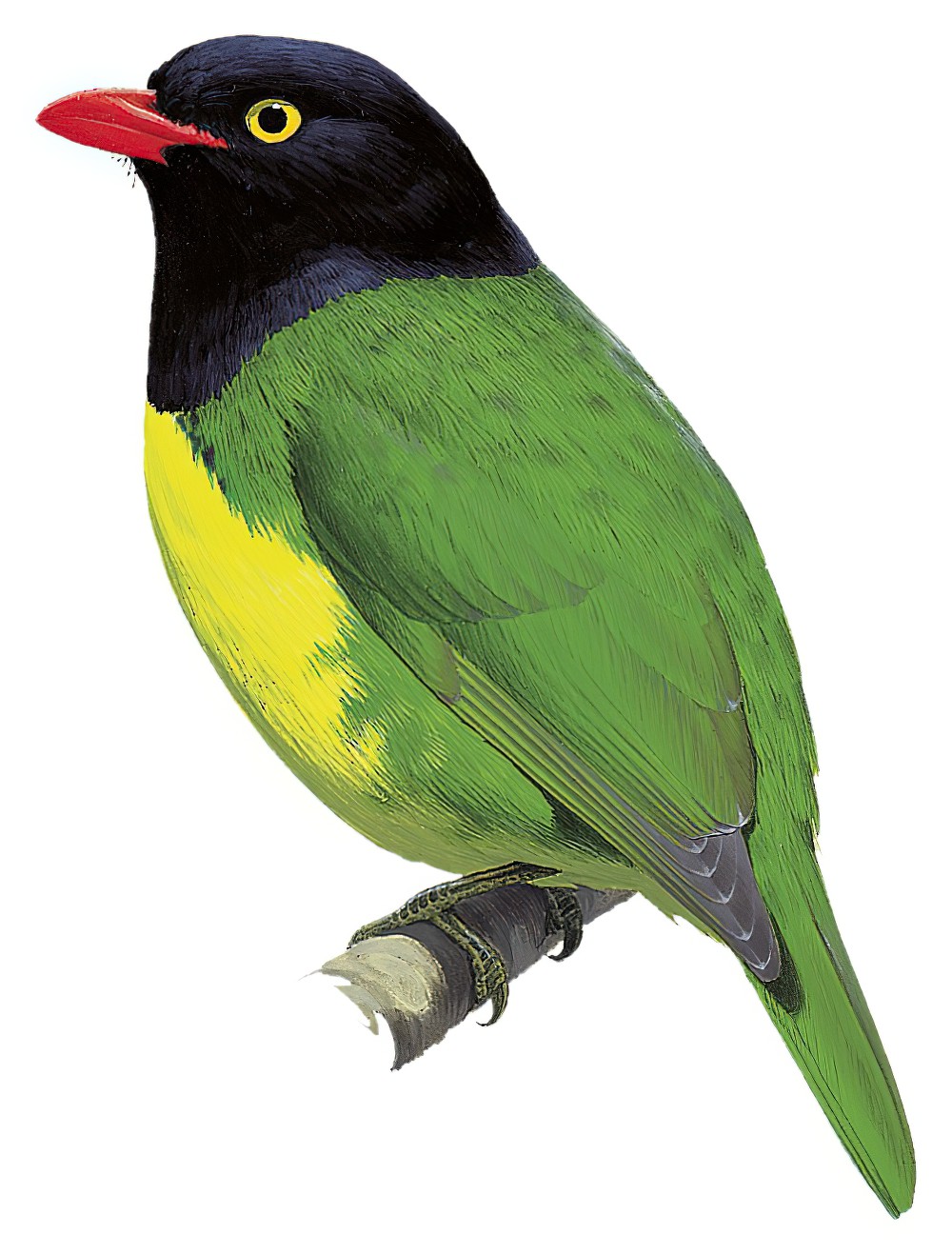 Black-chested Fruiteater / Pipreola lubomirskii