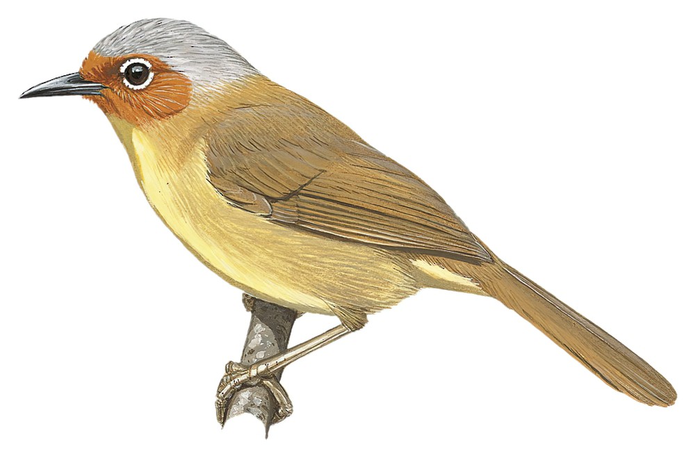 Chestnut-faced Babbler / Zosterornis whiteheadi
