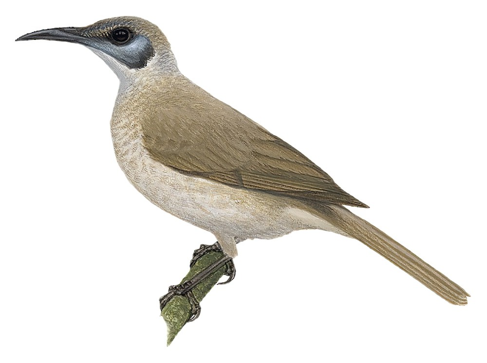 Gray Friarbird / Philemon kisserensis