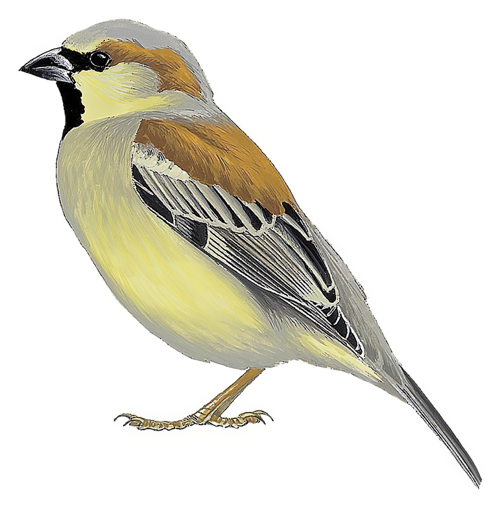 Plain-backed Sparrow / Passer flaveolus
