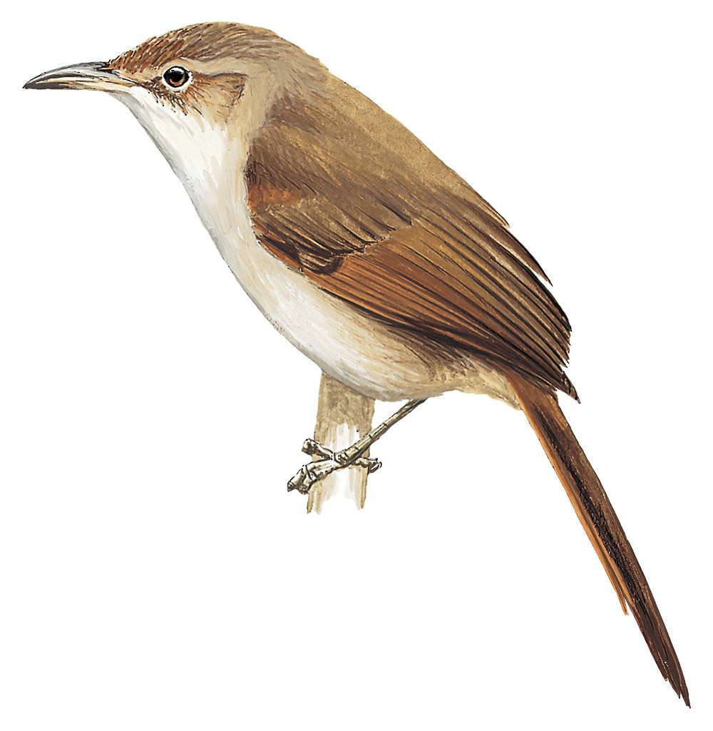 Streak-fronted Thornbird / Phacellodomus striaticeps