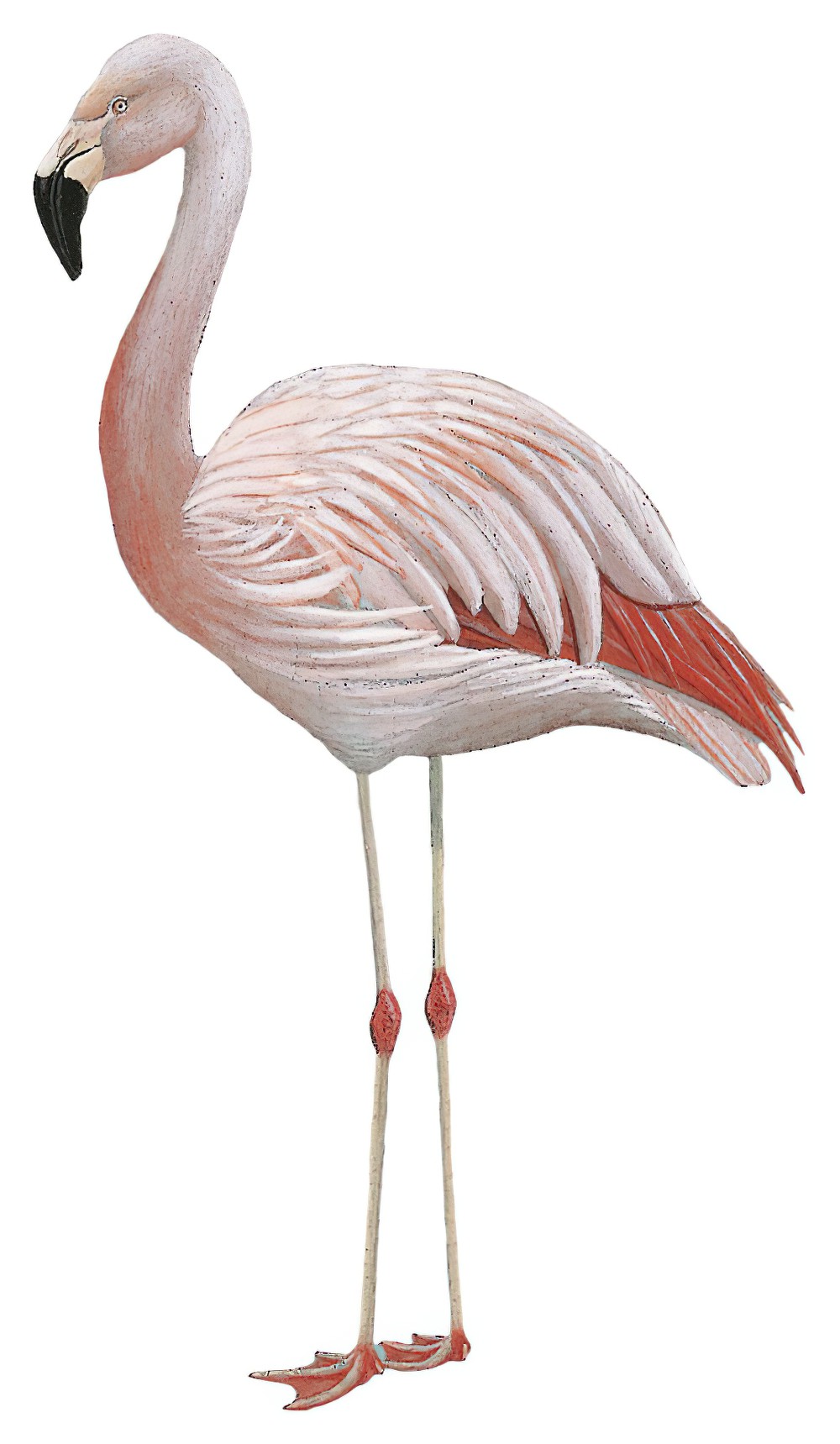 Chilean Flamingo / Phoenicopterus chilensis