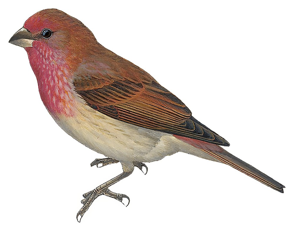 Crimson-browed Finch / Carpodacus subhimachalus