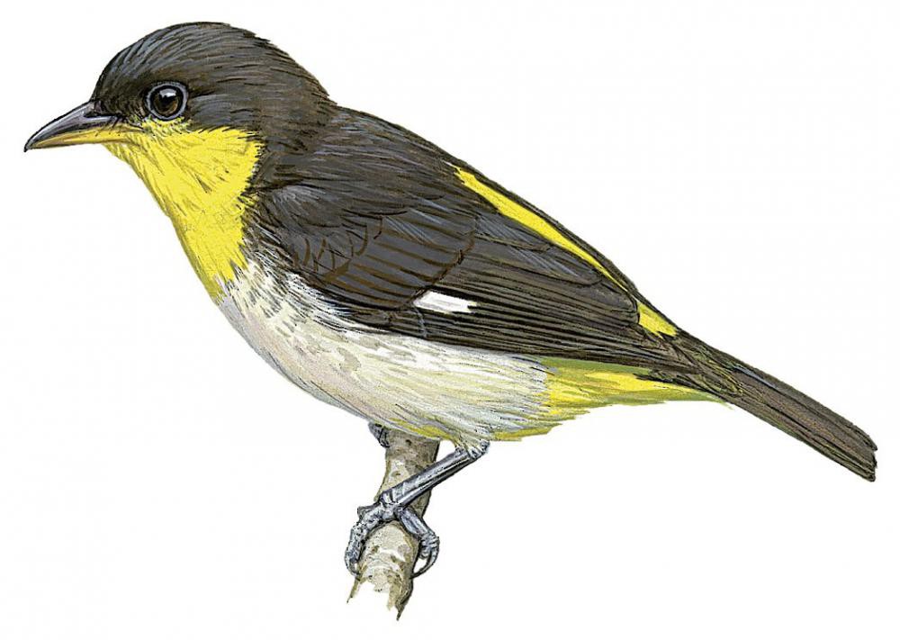 Yellow-backed Tanager / Hemithraupis flavicollis