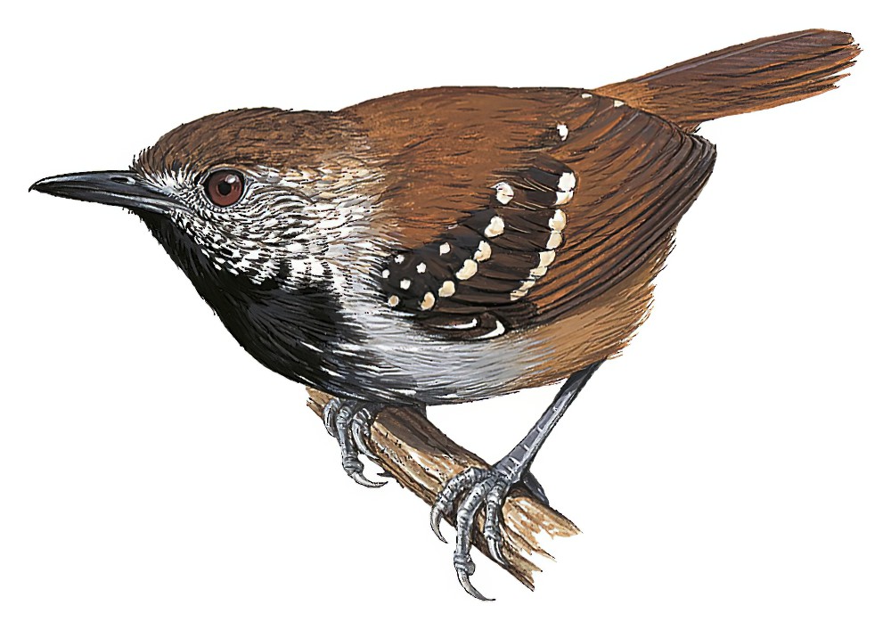 Gray-bellied Antbird / Ammonastes pelzelni