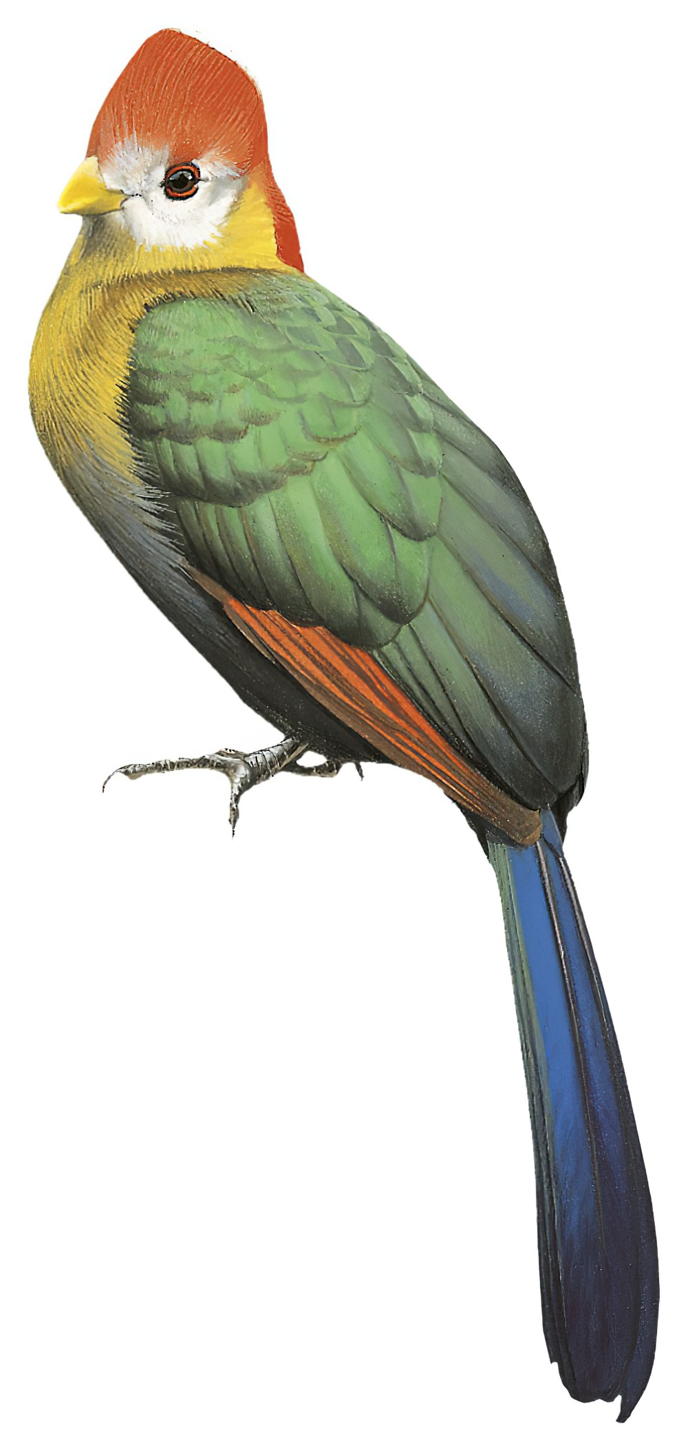 Red-crested Turaco / Tauraco erythrolophus