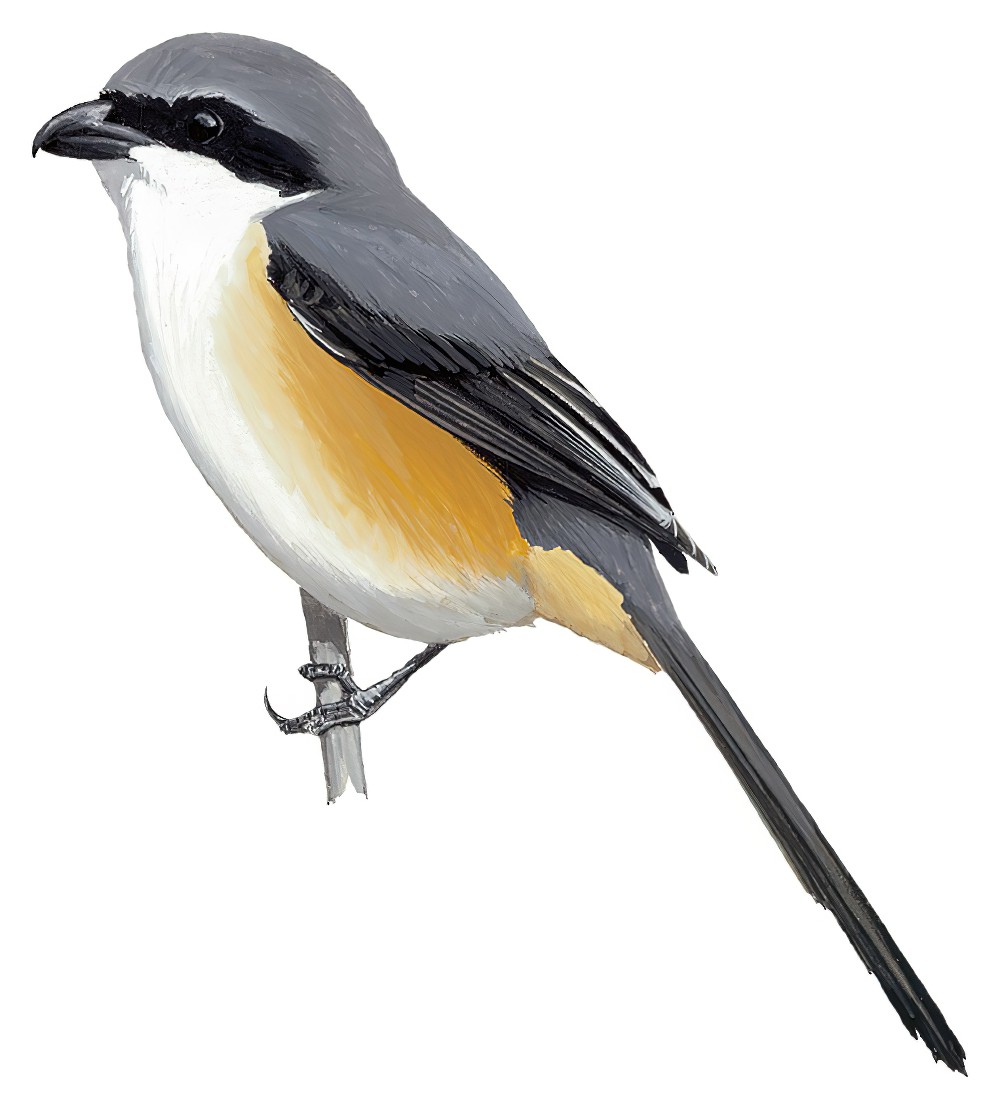 Gray-capped Shrike / Lanius validirostris