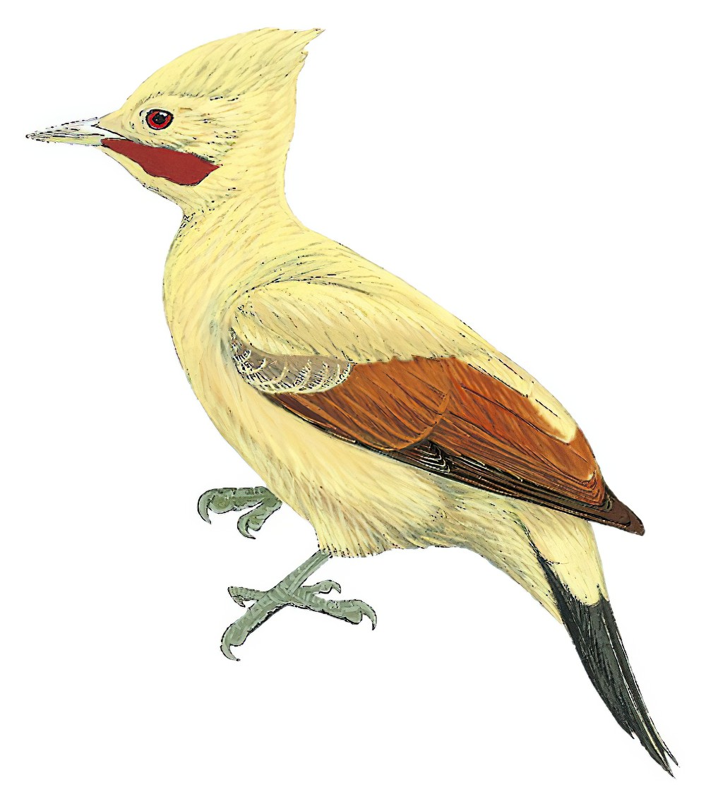 Cream-colored Woodpecker / Celeus flavus