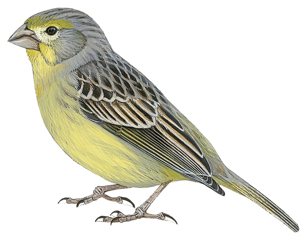 Raimondi\'s Yellow-Finch / Sicalis raimondii