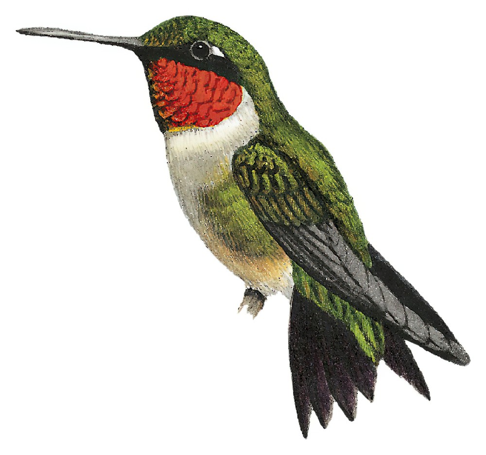 Ruby-throated Hummingbird / Archilochus colubris