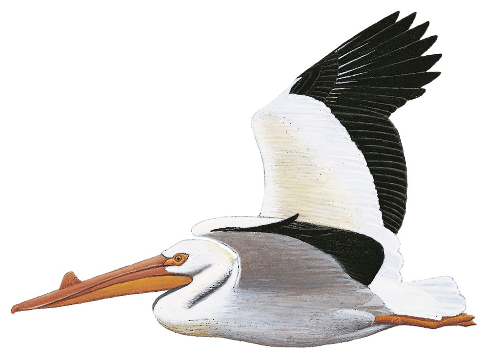 American White Pelican / Pelecanus erythrorhynchos