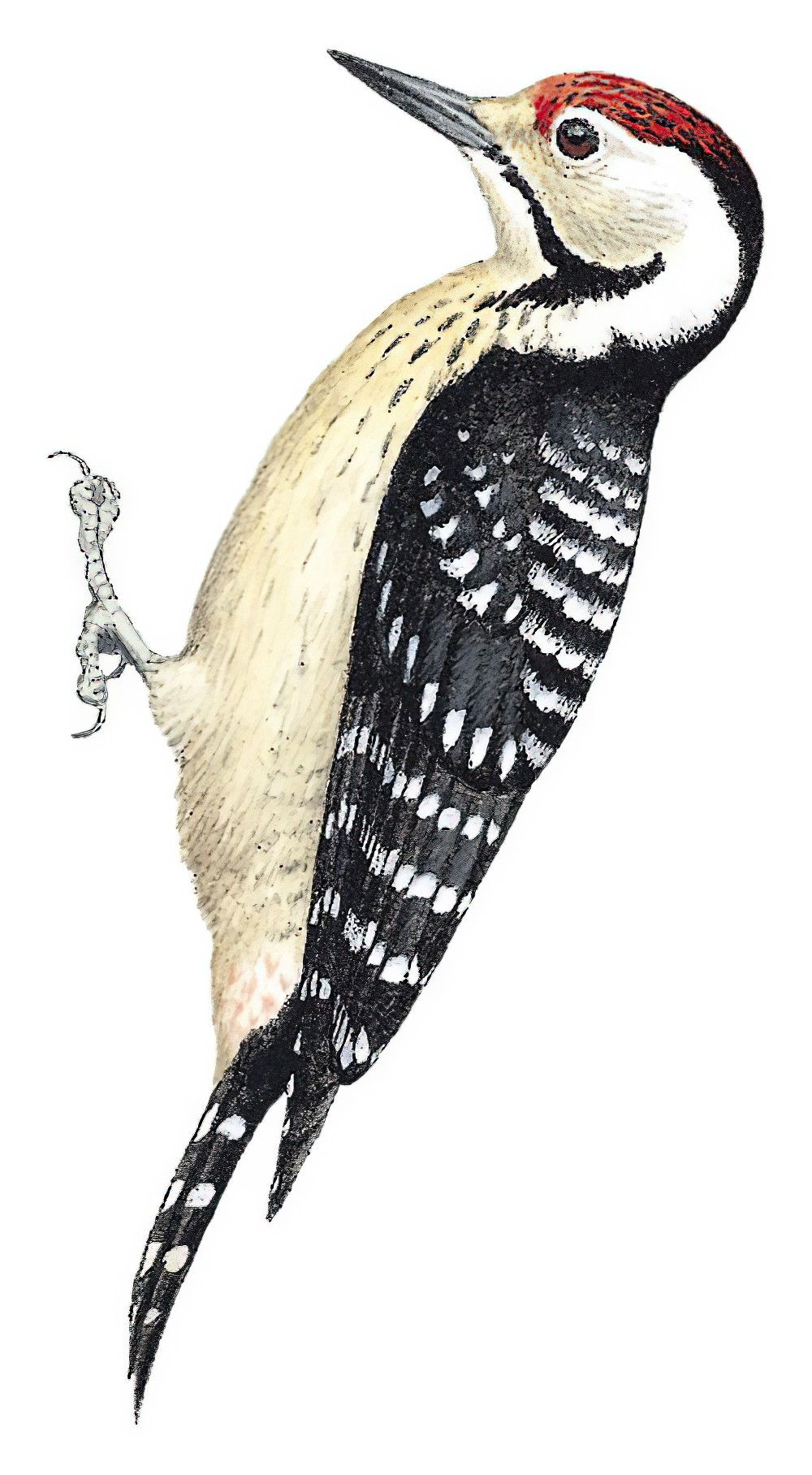 Freckle-breasted Woodpecker / Dendrocopos analis