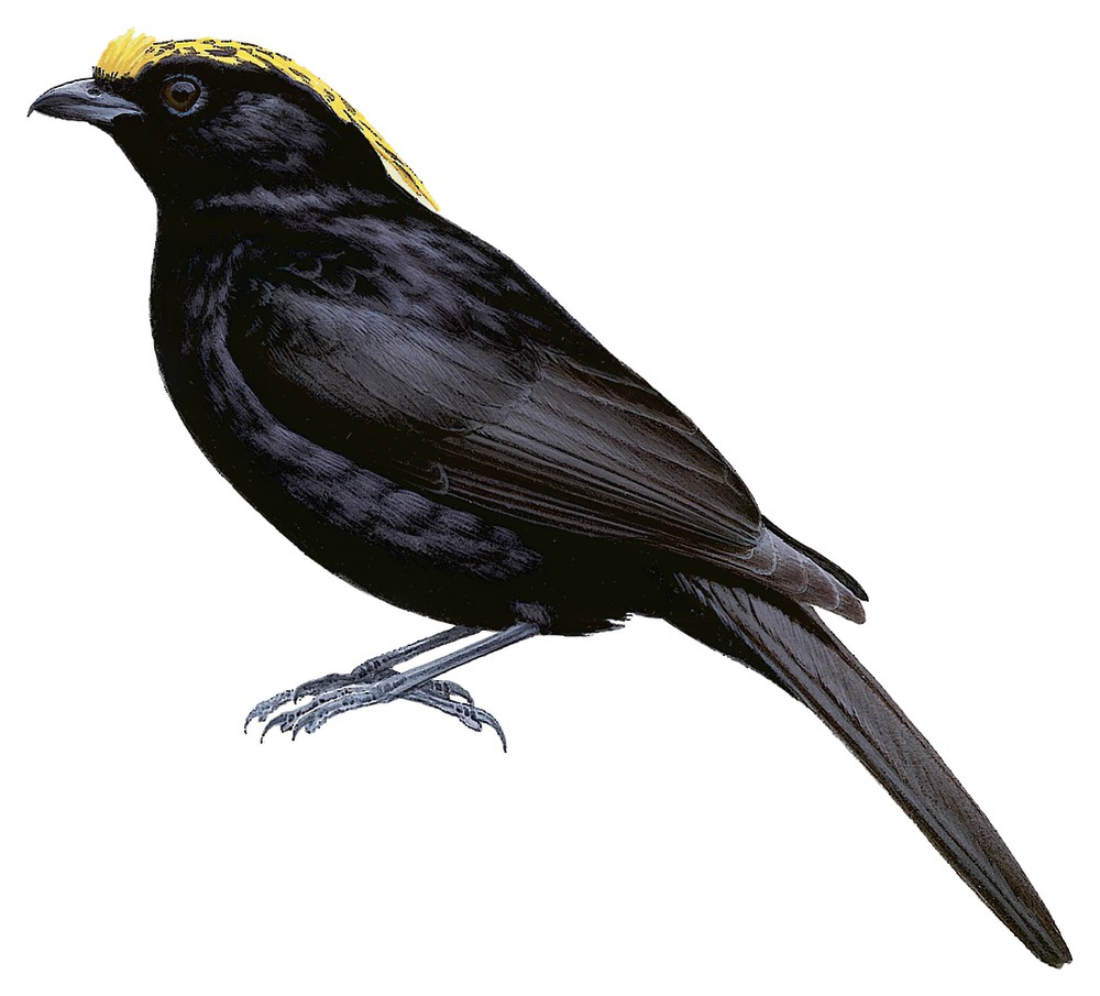 Archbold\'s Bowerbird / Archboldia papuensis