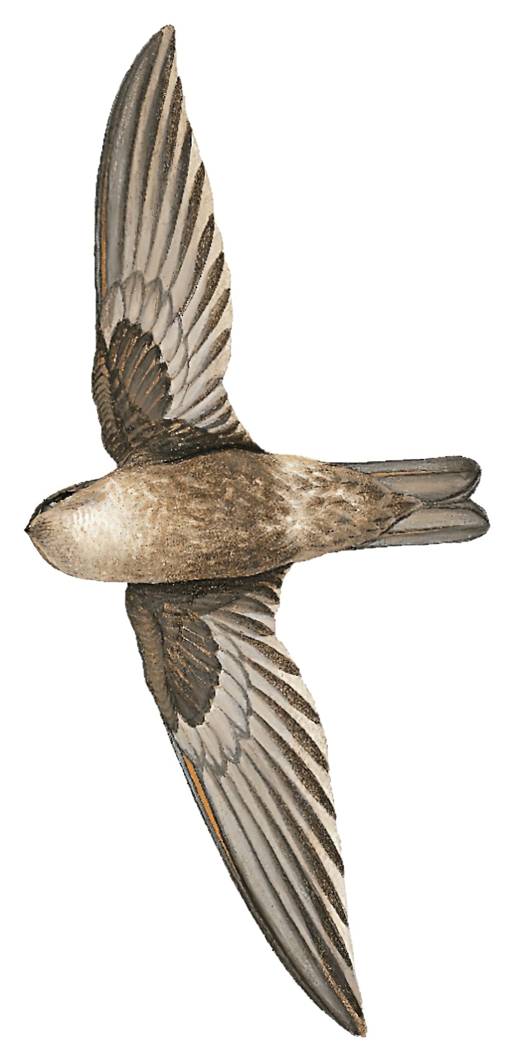 White-nest Swiftlet / Aerodramus fuciphagus