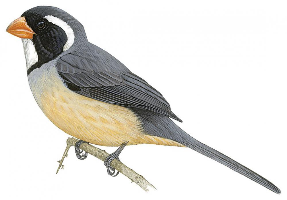 Golden-billed Saltator / Saltator aurantiirostris