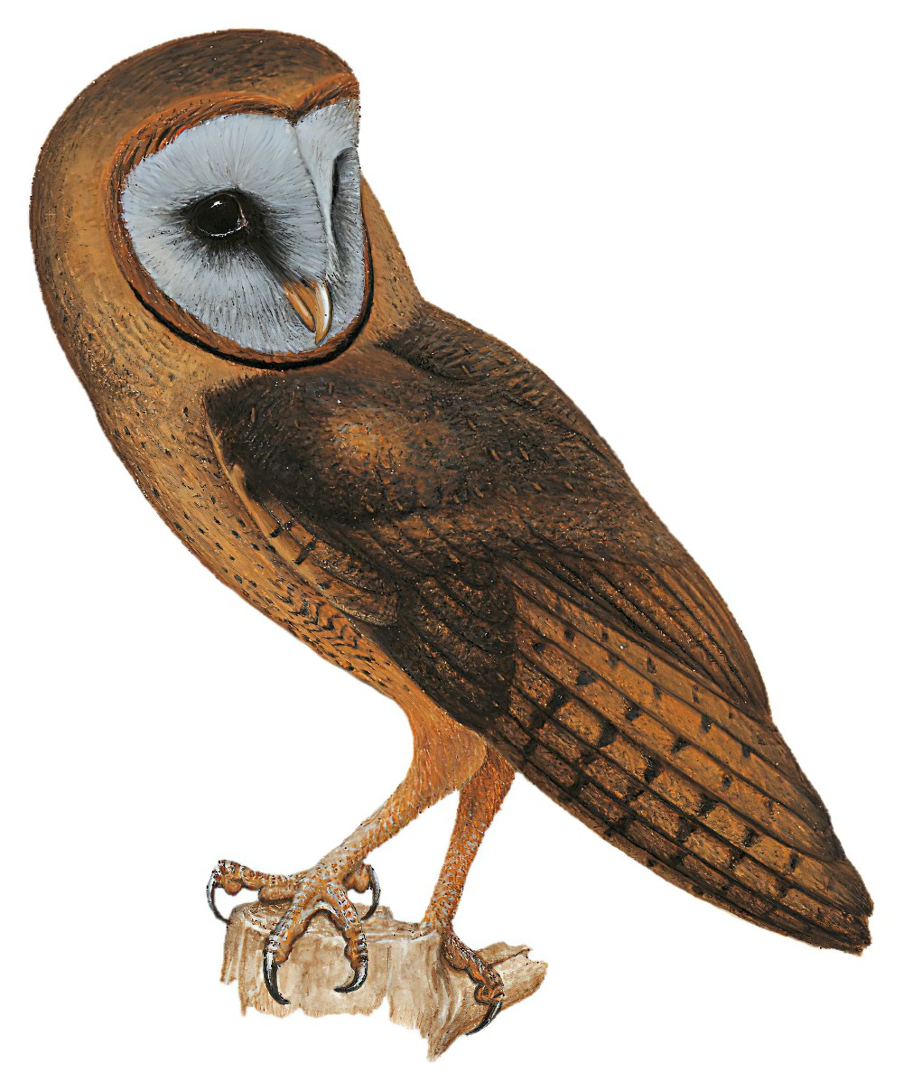 Ashy-faced Owl / Tyto glaucops