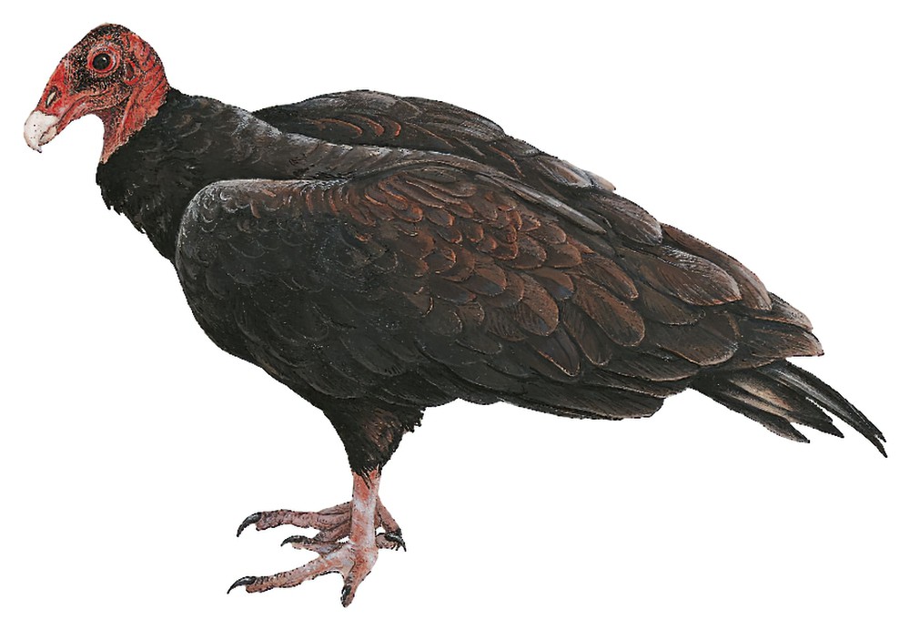 Turkey Vulture / Cathartes aura