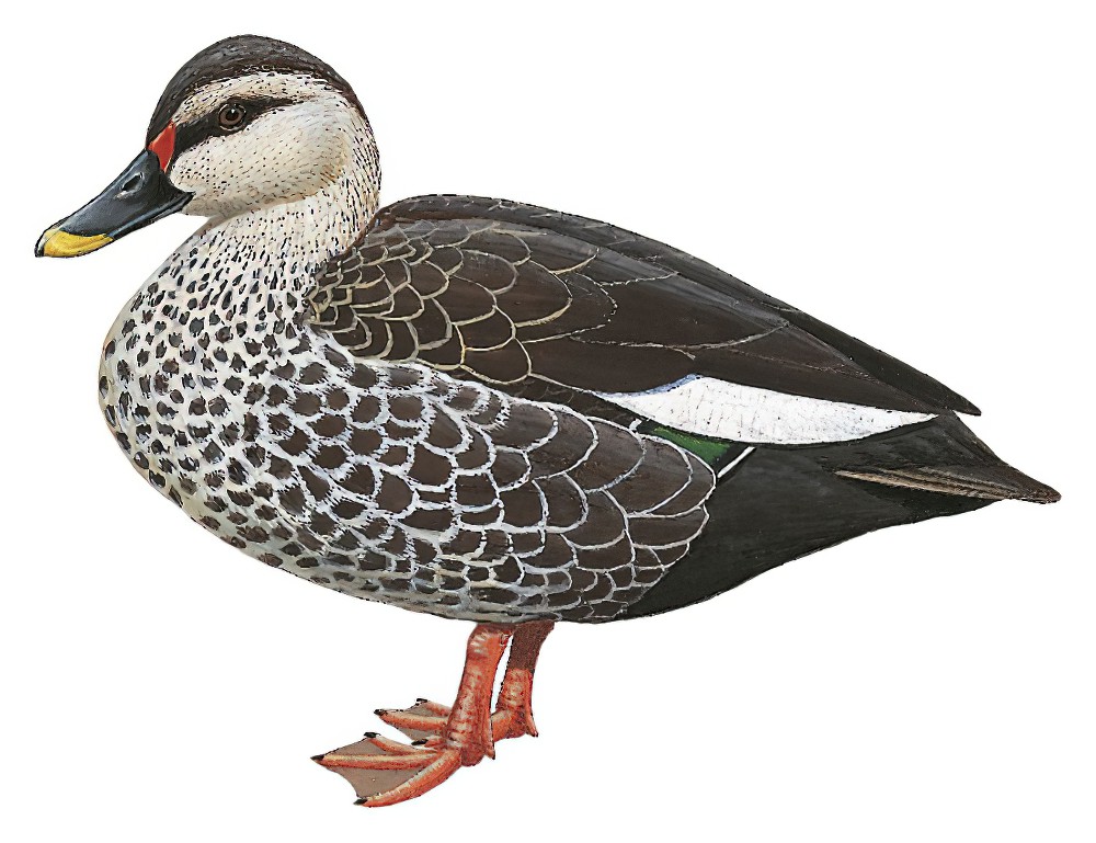 Indian Spot-billed Duck / Anas poecilorhyncha